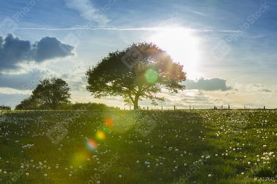 old oak tree on a hill with dandelion meadow on sunset and Blue Sky at spring in the Eifel natonal park  : Stock Photo or Stock Video Download rcfotostock photos, images and assets rcfotostock | RC Photo Stock.: