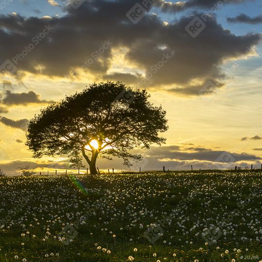 Old oak tree on dandelion meadow on sunset with cloudy Sky in spring  : Stock Photo or Stock Video Download rcfotostock photos, images and assets rcfotostock | RC Photo Stock.: