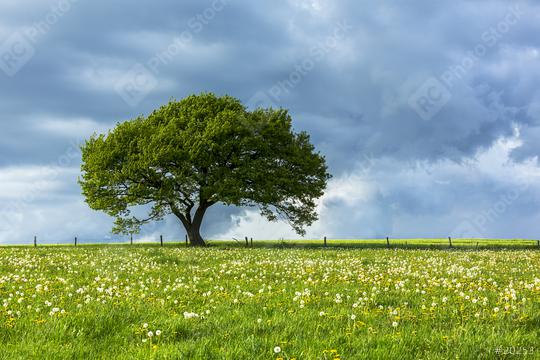 Old oak tree on dandelion meadow with Blue cloudy Sky at spring in the Eifel germany  : Stock Photo or Stock Video Download rcfotostock photos, images and assets rcfotostock | RC Photo Stock.:
