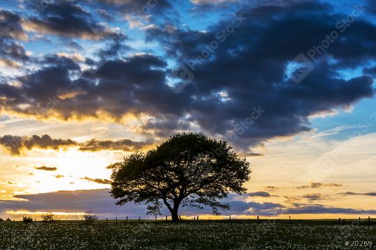 old oak tree on meadow at sunset blue hour with cloudy Sky in the Eifel national park germany  : Stock Photo or Stock Video Download rcfotostock photos, images and assets rcfotostock | RC Photo Stock.: