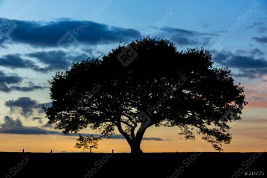 old oak tree on meadow at sunset blue hour with cloudy Sky in the Eifel germany  : Stock Photo or Stock Video Download rcfotostock photos, images and assets rcfotostock | RC Photo Stock.:
