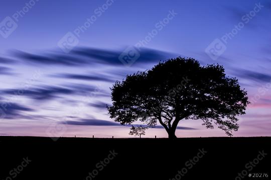 old oak tree silhouette at colorful sunset blue hour with cloudy Sky in the Eifel national park germany  : Stock Photo or Stock Video Download rcfotostock photos, images and assets rcfotostock | RC Photo Stock.: