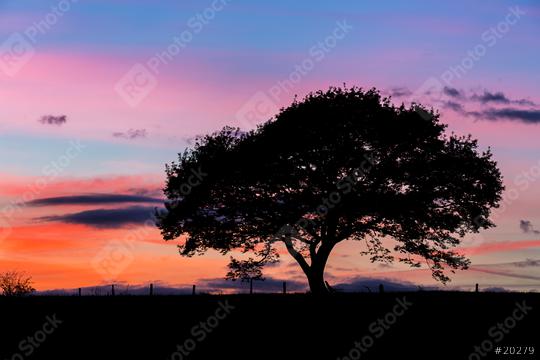 Old oak tree silhouette on a hill at a colorful sunset in summer   : Stock Photo or Stock Video Download rcfotostock photos, images and assets rcfotostock | RC Photo Stock.: