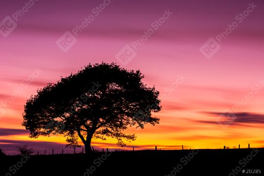 Old oak tree silhouette on colorful sunset in summer at the Eifel national park in germany  : Stock Photo or Stock Video Download rcfotostock photos, images and assets rcfotostock | RC Photo Stock.: