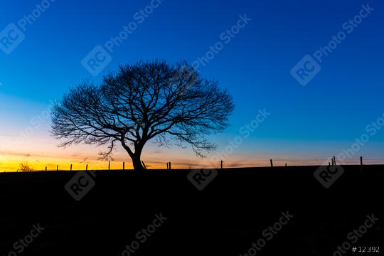 old oak tree sunset silhouette  : Stock Photo or Stock Video Download rcfotostock photos, images and assets rcfotostock | RC Photo Stock.: