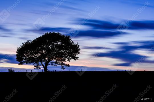 Old single Tree on a hill at sunset blue hour with colorful cloudy sky  : Stock Photo or Stock Video Download rcfotostock photos, images and assets rcfotostock | RC Photo Stock.: