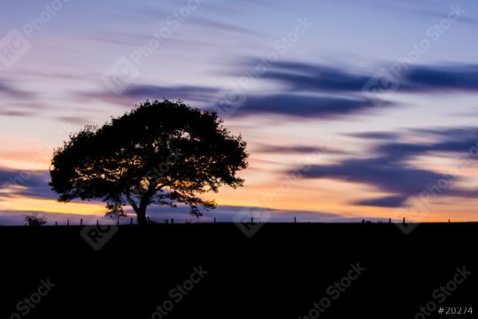 Old single Tree on a hill at sunset blue hour with colorful orange cloudy sky  : Stock Photo or Stock Video Download rcfotostock photos, images and assets rcfotostock | RC Photo Stock.: