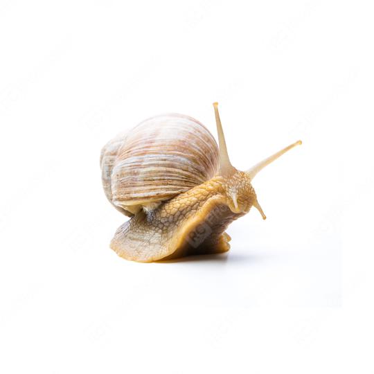 old snail  : Stock Photo or Stock Video Download rcfotostock photos, images and assets rcfotostock | RC Photo Stock.: