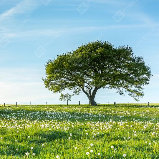 Old tree on dandelion meadow with Blue Sky on spring in the Eifel germany  : Stock Photo or Stock Video Download rcfotostock photos, images and assets rcfotostock | RC Photo Stock.: