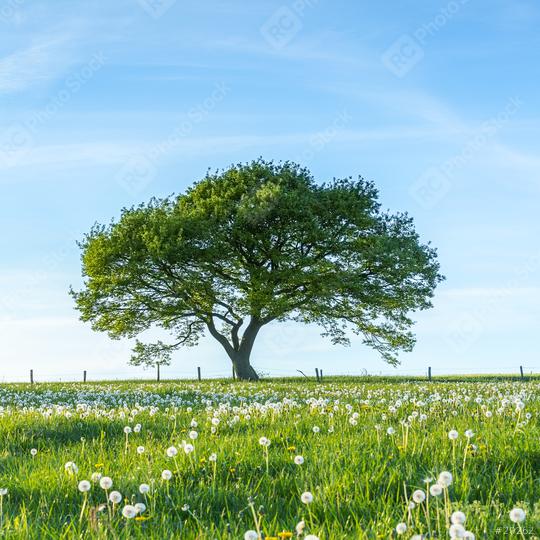 Old tree on meadow with Blue Sky in spring at the Eifel national park  : Stock Photo or Stock Video Download rcfotostock photos, images and assets rcfotostock | RC Photo Stock.: