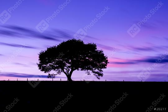 Old tree silhouette on a hill at a colorful sunset in spring at the Eifel national park germany  : Stock Photo or Stock Video Download rcfotostock photos, images and assets rcfotostock | RC Photo Stock.: