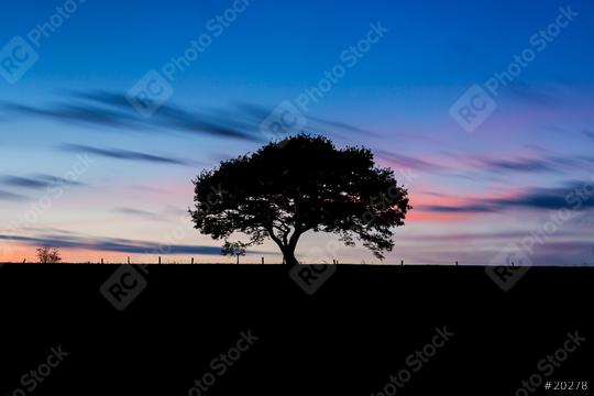 Old tree silhouette on a hill at a colorful sunset in spring at the Eifel germany  : Stock Photo or Stock Video Download rcfotostock photos, images and assets rcfotostock | RC Photo Stock.: