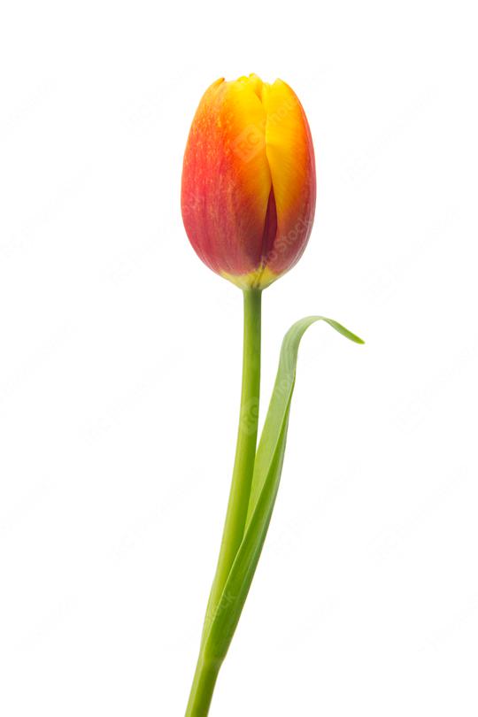 orange tulip flower  : Stock Photo or Stock Video Download rcfotostock photos, images and assets rcfotostock | RC Photo Stock.: