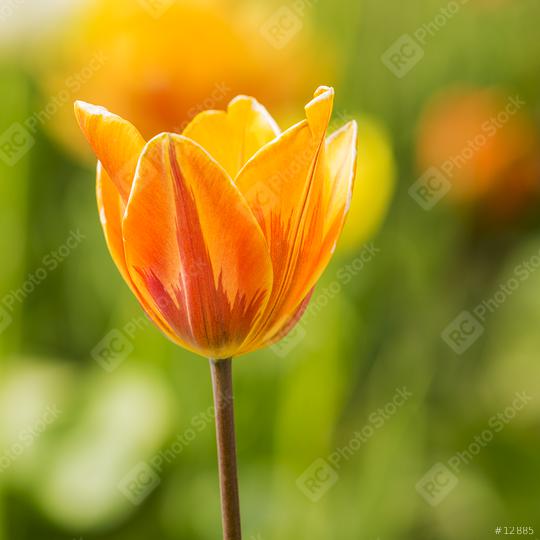 Orange Tulip flower bud  : Stock Photo or Stock Video Download rcfotostock photos, images and assets rcfotostock | RC Photo Stock.: