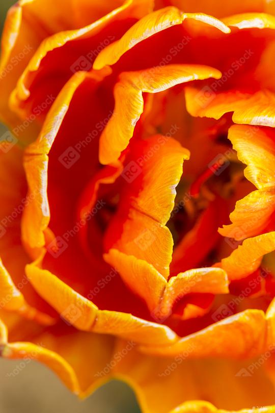 Orange Tulip flower macro  : Stock Photo or Stock Video Download rcfotostock photos, images and assets rcfotostock | RC Photo Stock.: