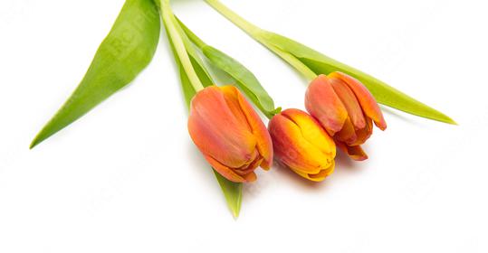 orange tulips from amsterdam  : Stock Photo or Stock Video Download rcfotostock photos, images and assets rcfotostock | RC Photo Stock.: