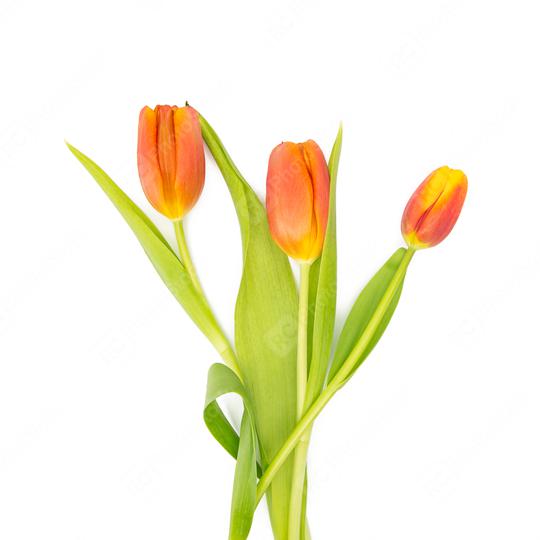 orange tulips on white  : Stock Photo or Stock Video Download rcfotostock photos, images and assets rcfotostock | RC Photo Stock.:
