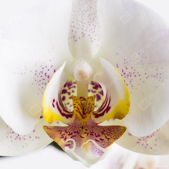 orchid flower close-up in white on white background  : Stock Photo or Stock Video Download rcfotostock photos, images and assets rcfotostock | RC Photo Stock.: