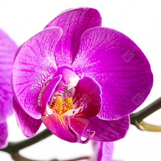 orchid flower in pink on white background  : Stock Photo or Stock Video Download rcfotostock photos, images and assets rcfotostock | RC Photo Stock.: