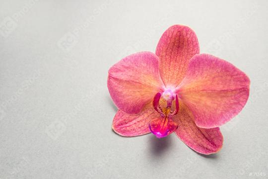 Orchid flower on gray background  : Stock Photo or Stock Video Download rcfotostock photos, images and assets rcfotostock | RC Photo Stock.: