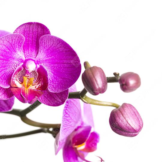 orchid flower with buds in pink on white background  : Stock Photo or Stock Video Download rcfotostock photos, images and assets rcfotostock | RC Photo Stock.: