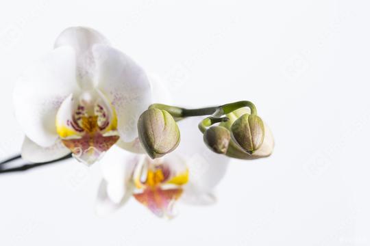 orchid flower with buds in white on white background  : Stock Photo or Stock Video Download rcfotostock photos, images and assets rcfotostock | RC Photo Stock.: