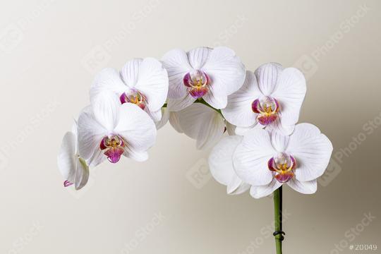 Orchid flowers in Pink and white color on brown background  : Stock Photo or Stock Video Download rcfotostock photos, images and assets rcfotostock | RC Photo Stock.: