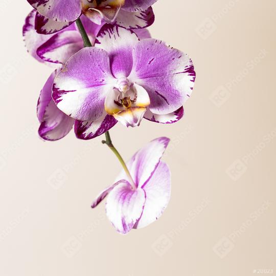 Orchid flowers in pink and white colors on brown background  : Stock Photo or Stock Video Download rcfotostock photos, images and assets rcfotostock | RC-Photo-Stock.: