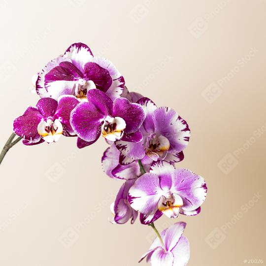 Orchid flowers in Pink and white colors on brown background  : Stock Photo or Stock Video Download rcfotostock photos, images and assets rcfotostock | RC Photo Stock.: