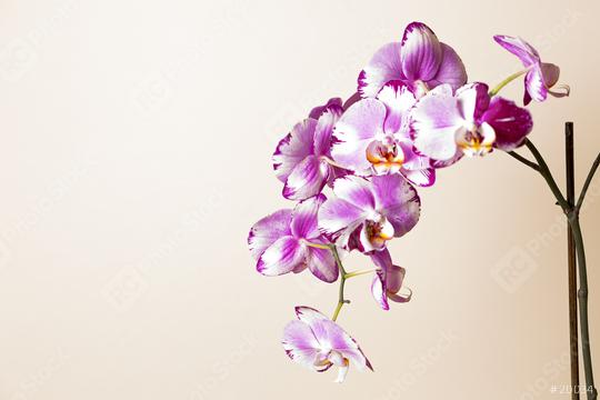Orchid flowers in Pink and white colors on brown background  : Stock Photo or Stock Video Download rcfotostock photos, images and assets rcfotostock | RC Photo Stock.: