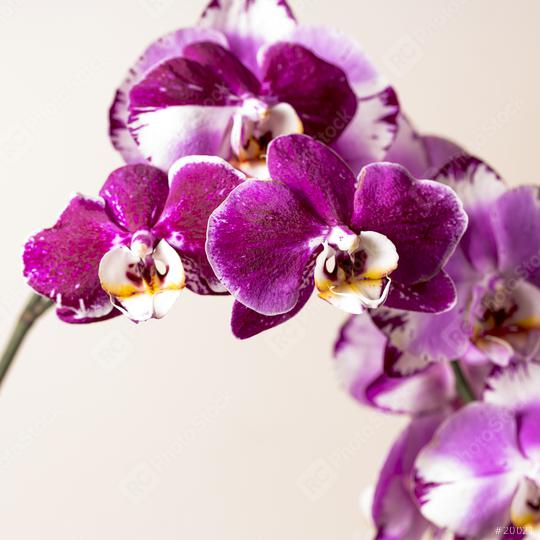 Orchid flowers in pink colors on brown background  : Stock Photo or Stock Video Download rcfotostock photos, images and assets rcfotostock | RC Photo Stock.:
