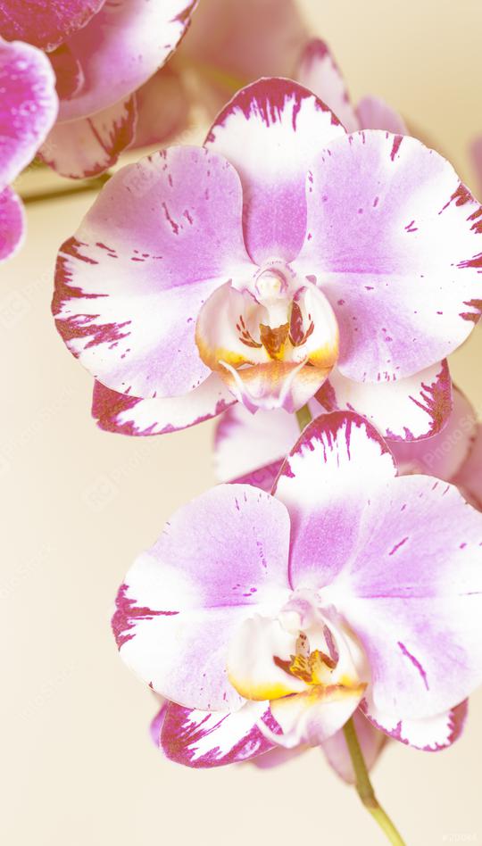 Orchid flowers in pink colors on brown background  : Stock Photo or Stock Video Download rcfotostock photos, images and assets rcfotostock | RC Photo Stock.: