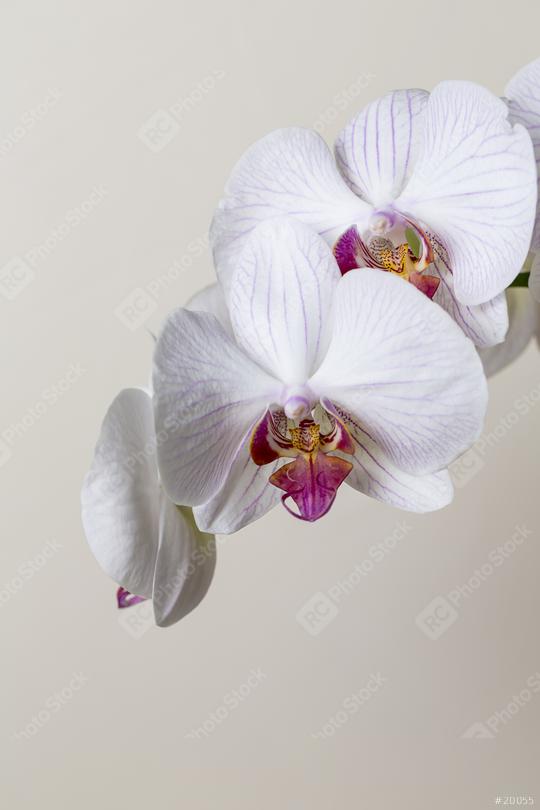 Orchid flowers in white pink colors on brown background  : Stock Photo or Stock Video Download rcfotostock photos, images and assets rcfotostock | RC Photo Stock.: