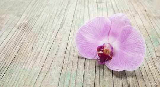 Orchid theme objects on the wooden background.  : Stock Photo or Stock Video Download rcfotostock photos, images and assets rcfotostock | RC Photo Stock.: