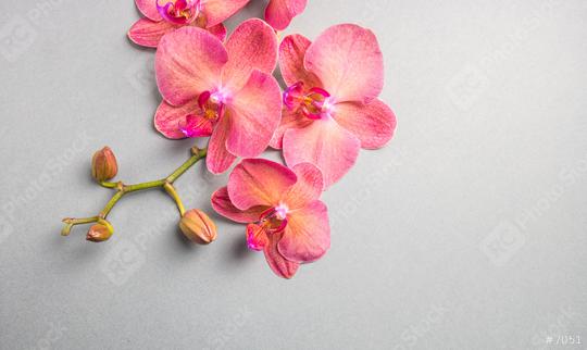 Orchids flowers in branch on gray background  : Stock Photo or Stock Video Download rcfotostock photos, images and assets rcfotostock | RC Photo Stock.: