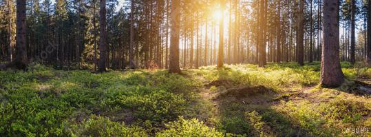 Panorama landscape of a forest at sunset  : Stock Photo or Stock Video Download rcfotostock photos, images and assets rcfotostock | RC Photo Stock.: