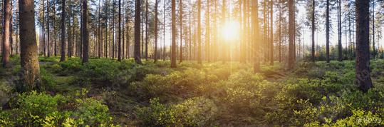 Panorama landscape of forest with sun rays  : Stock Photo or Stock Video Download rcfotostock photos, images and assets rcfotostock | RC Photo Stock.: