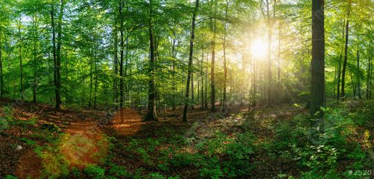 Panorama of a beautiful forest at sunrise   : Stock Photo or Stock Video Download rcfotostock photos, images and assets rcfotostock | RC-Photo-Stock.:
