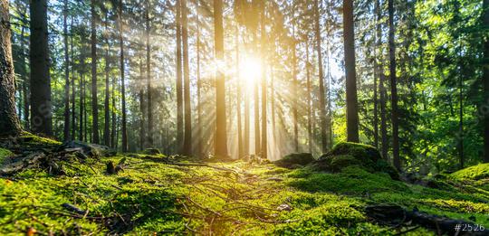 Panorama of a beautiful forest at sunrise  : Stock Photo or Stock Video Download rcfotostock photos, images and assets rcfotostock | RC-Photo-Stock.: