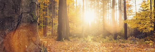panorama of a gorgeous forest in autumn, a scenic landscape with warm sunlight  : Stock Photo or Stock Video Download rcfotostock photos, images and assets rcfotostock | RC Photo Stock.: