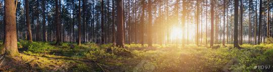 Panorama of a scenic forest at sunrise  : Stock Photo or Stock Video Download rcfotostock photos, images and assets rcfotostock | RC Photo Stock.: