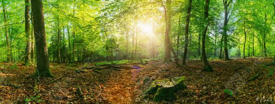 Panorama of a scenic forest of fresh green deciduous trees with the sun casting its rays of light through the foliage  : Stock Photo or Stock Video Download rcfotostock photos, images and assets rcfotostock | RC Photo Stock.: