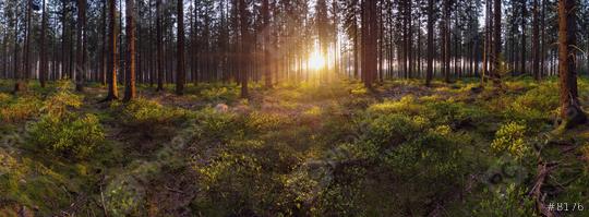 Panorama of a scenic forest with the sun rays casting the light   : Stock Photo or Stock Video Download rcfotostock photos, images and assets rcfotostock | RC Photo Stock.: