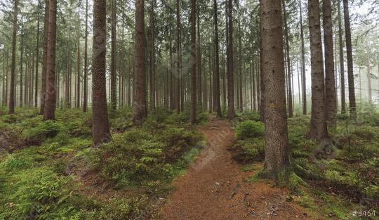 Path in a forest covered with mist  : Stock Photo or Stock Video Download rcfotostock photos, images and assets rcfotostock | RC Photo Stock.: