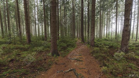 Path in to the forest at autumn with mist  : Stock Photo or Stock Video Download rcfotostock photos, images and assets rcfotostock | RC Photo Stock.: