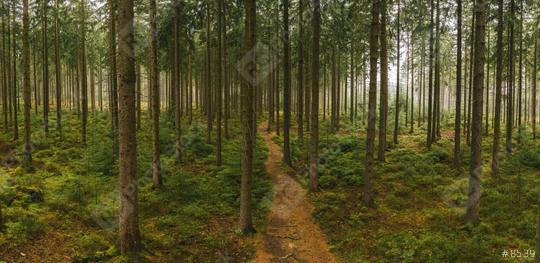 Path in to the forest at autumn with mist panorama. Drone Shot  : Stock Photo or Stock Video Download rcfotostock photos, images and assets rcfotostock | RC Photo Stock.: