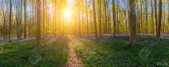 path in to the Hallerbos Forest at spring time at sunset panorama  : Stock Photo or Stock Video Download rcfotostock photos, images and assets rcfotostock | RC Photo Stock.: