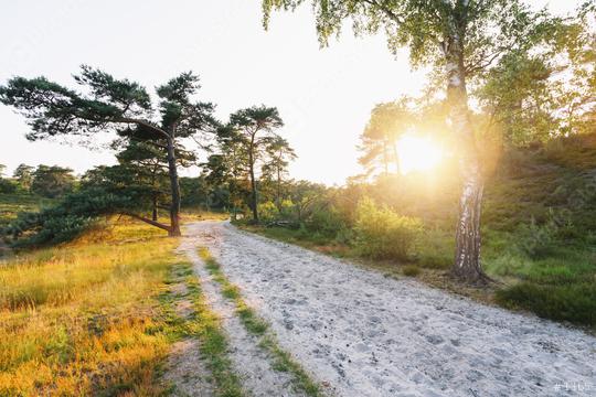 path in to the sunrise heather landscape with sun rays shining through a tree. brunssummerheide   : Stock Photo or Stock Video Download rcfotostock photos, images and assets rcfotostock | RC Photo Stock.: