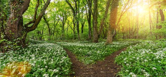 Paths into the Wild garlic forest in spring with beautiful bright sun rays  : Stock Photo or Stock Video Download rcfotostock photos, images and assets rcfotostock | RC-Photo-Stock.: