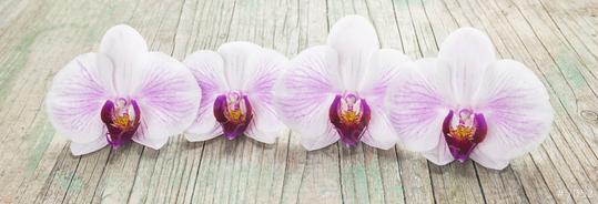 Phalaenopsis orchid flowers in a row on wooden background  : Stock Photo or Stock Video Download rcfotostock photos, images and assets rcfotostock | RC Photo Stock.: